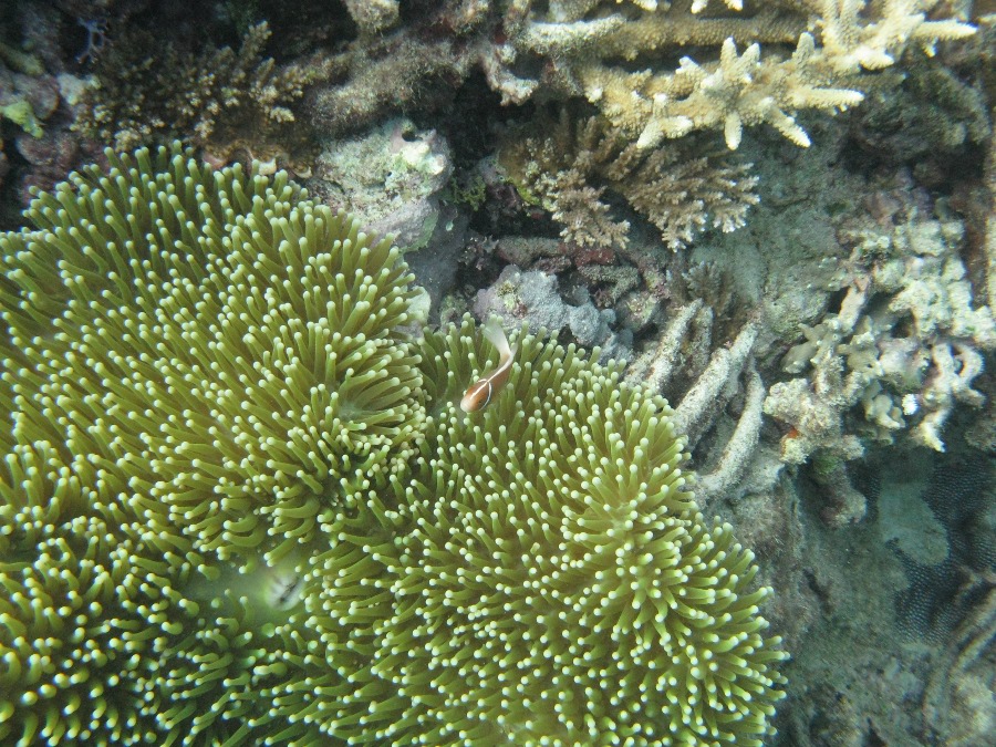 Dive Photos/2009-07 Great Barrier Reef/img_0900.jpg